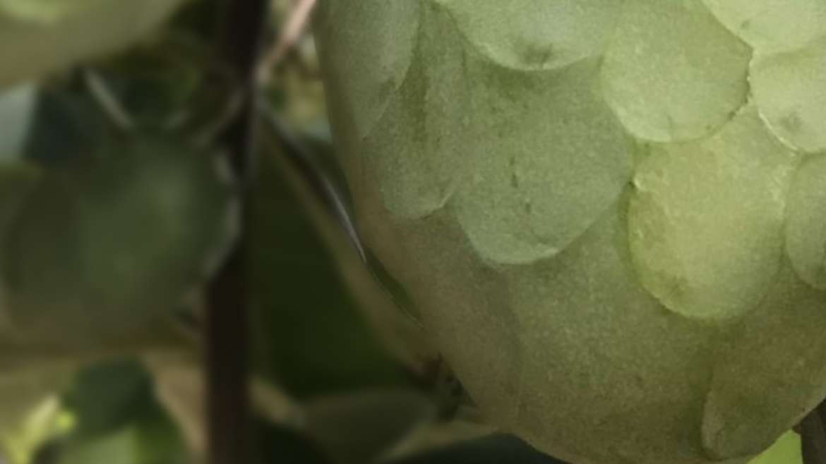 Chirimoyas: Todo lo que debes saber