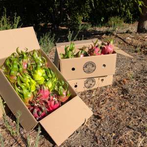 Caja de pitahaya variada