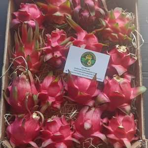 Pitahaya pequeña