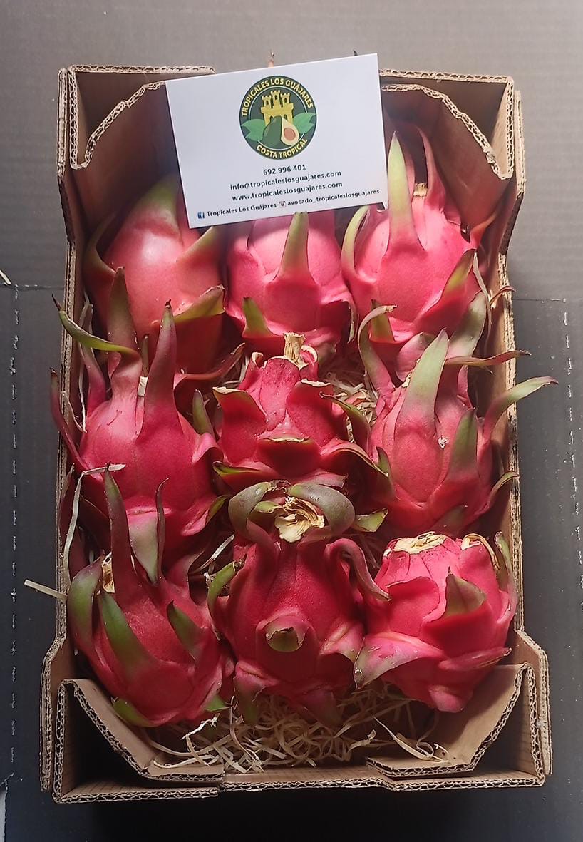 b7257303-2ff8-4c60-aba4-31590f5822d0 Mini pitahaya